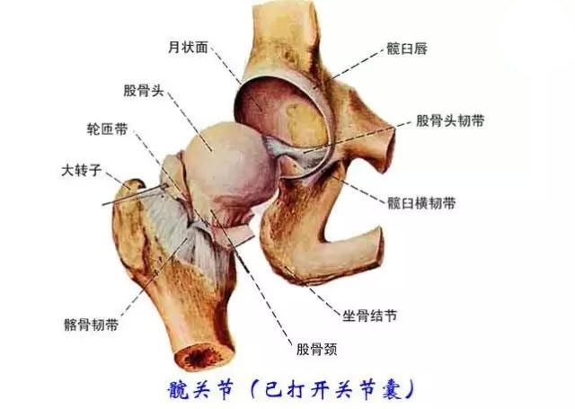 <b>运动解剖学在瑜伽练习中的作用</b>